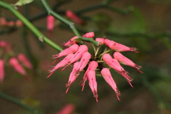 紅雀珊瑚功效與作用 紅雀珊瑚藥用價值
