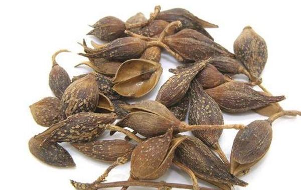 連翹市場價格多少錢一斤 連翹的功效作用