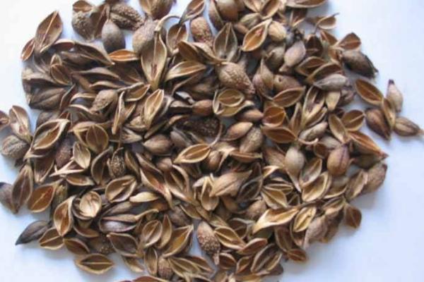 連翹市場價格多少錢一斤 連翹的功效作用