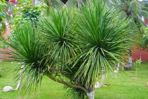 龍血樹和龍須樹的區(qū)別是什么 冬季龍血樹養(yǎng)護(hù)的方法