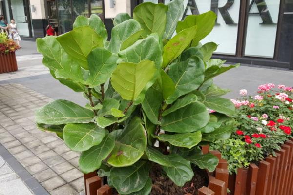 琴葉榕有毒嗎 琴葉榕能放在室內臥室嗎