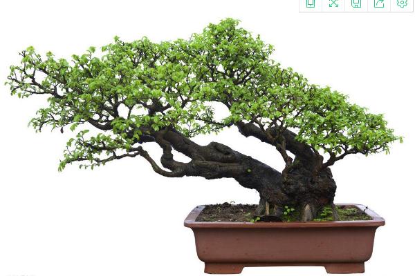 羅漢松盆景制作方法  盆栽羅漢松怎么造型好看