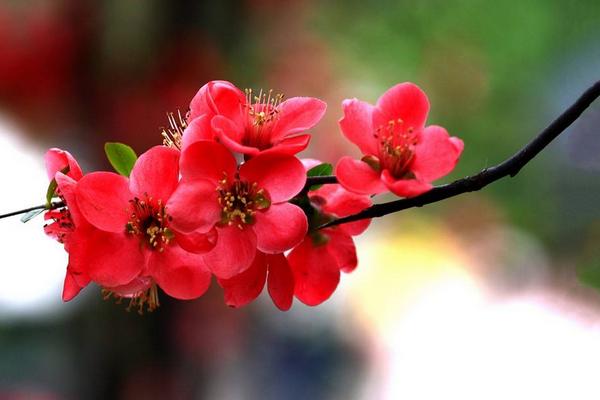 海棠花市場價格多少錢一盆 盆栽海棠花怎么養(yǎng)殖