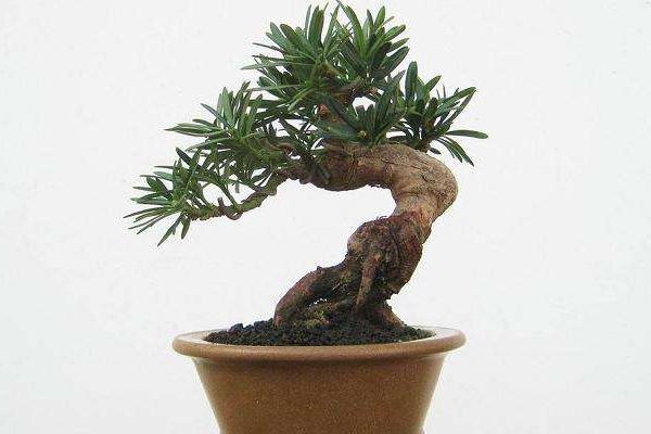 羅漢松盆景市場價格多少錢一盆（5公分、10公分、15公分、20公分） 羅漢松盆景的制作方法