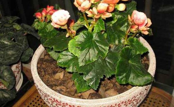 海棠花市場價格多少錢一盆 盆栽海棠花怎么養殖