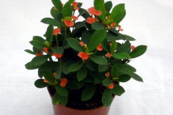 海棠花市場價格多少錢一盆 盆栽海棠花怎么養殖