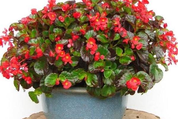 海棠花市場價格多少錢一盆 盆栽海棠花怎么養殖