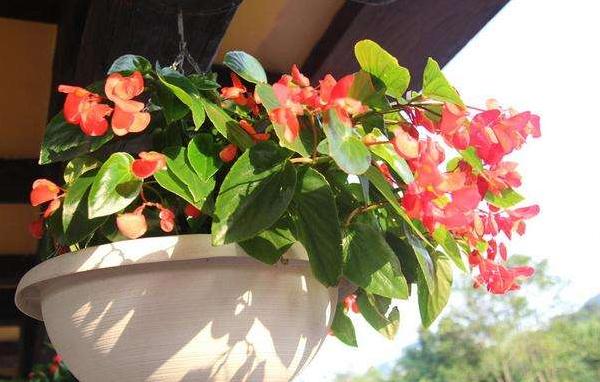 海棠花市場價格多少錢一盆 盆栽海棠花怎么養殖