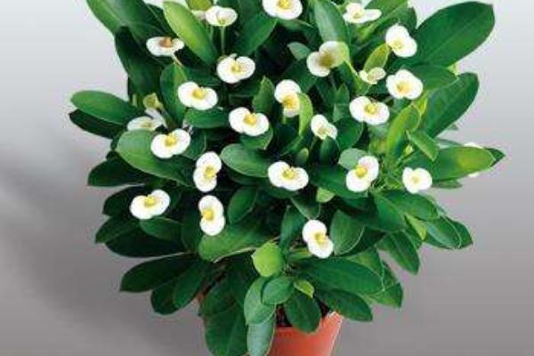 海棠花市場價格多少錢一盆 盆栽海棠花怎么養殖