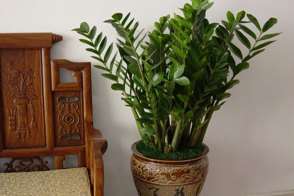 金錢樹爛根了怎么辦 金錢樹換盆的注意事項