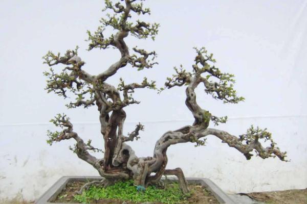 盆景榆樹怎么養 榆樹盆栽養殖方法與注意事項