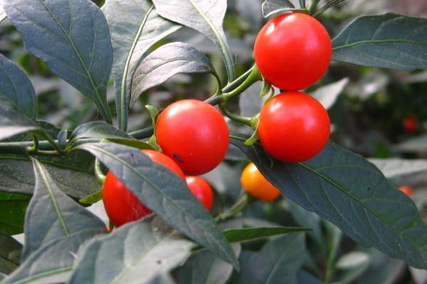 冬珊瑚怎么修剪枝葉 冬珊瑚怎么澆水