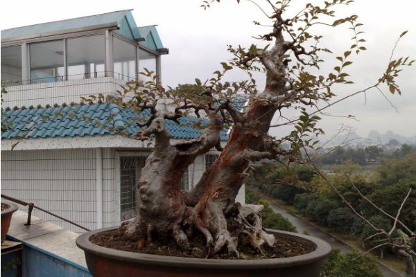 盆景榆樹怎么養 榆樹盆栽養殖方法與注意事項