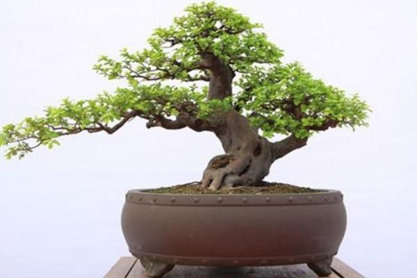 盆景榆樹怎么養 榆樹盆栽養殖方法與注意事項