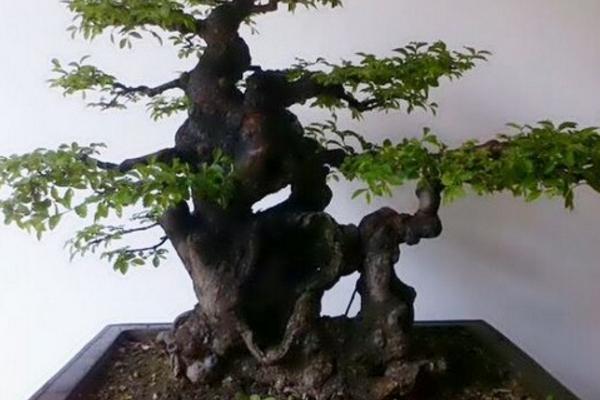 盆景榆樹怎么養 榆樹盆栽養殖方法與注意事項