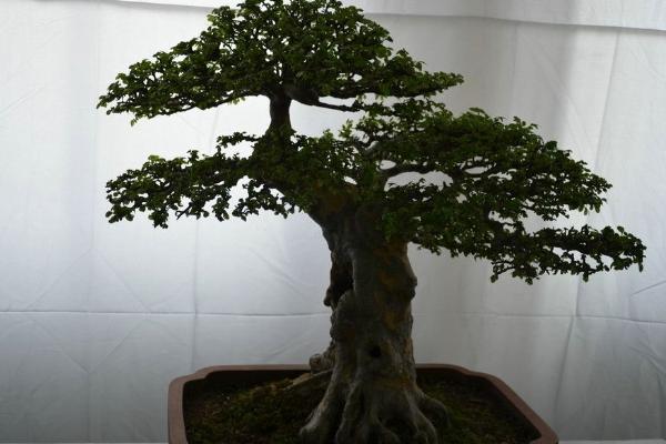 盆景榆樹怎么養 榆樹盆栽養殖方法與注意事項