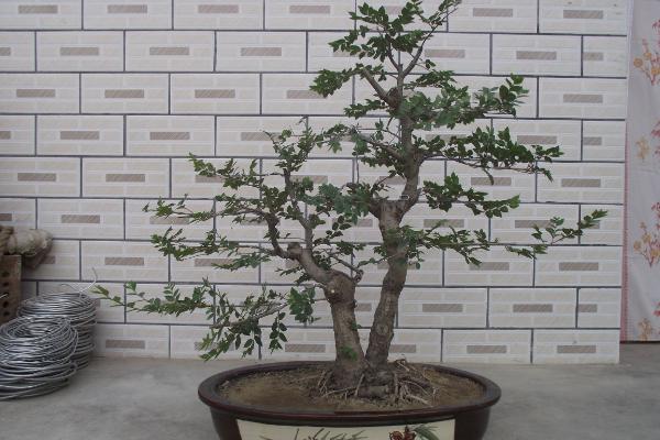 盆景榆樹怎么養 榆樹盆栽養殖方法與注意事項