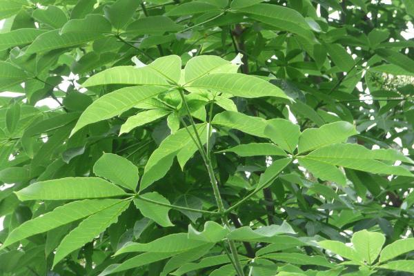 七葉樹(shù)怎么種 七葉樹(shù)種植方法與注意事項(xiàng)