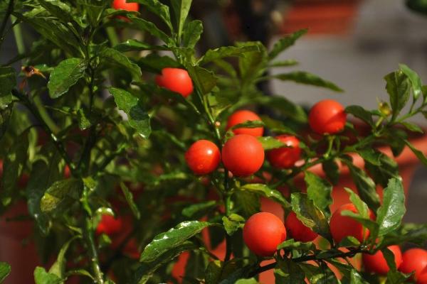 冬珊瑚怎么修剪枝葉 冬珊瑚怎么澆水