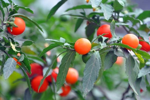 冬珊瑚怎么修剪枝葉 冬珊瑚怎么澆水