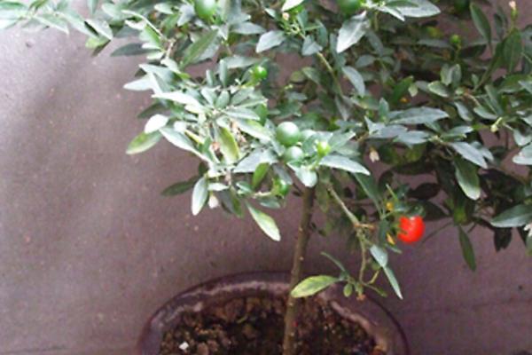 冬珊瑚怎么修剪枝葉 冬珊瑚怎么澆水