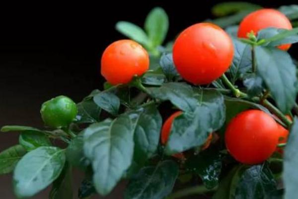 冬珊瑚怎么修剪枝葉 冬珊瑚怎么澆水