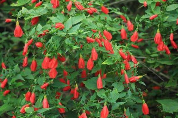 懸鈴花怎么養(yǎng) 懸鈴花養(yǎng)殖方法與注意事項(xiàng)