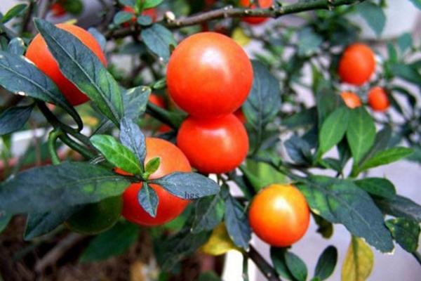 冬珊瑚怎么養(yǎng) 冬珊瑚養(yǎng)殖方法與注意事項