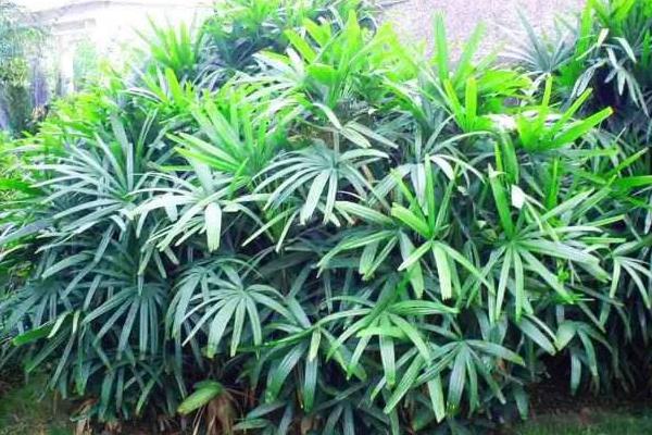 棕竹市場價(jià)格多少錢一盆 棕竹盆栽的施肥技巧