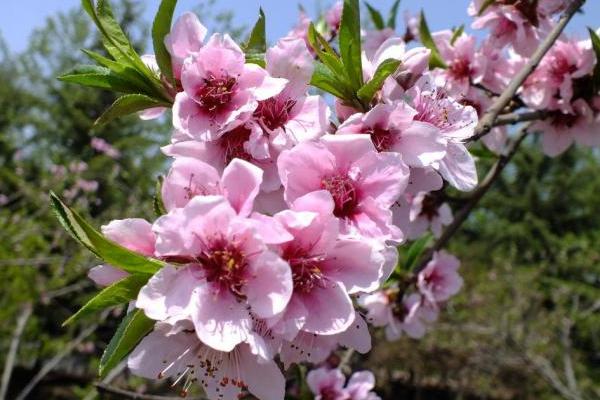 桃花怎么種 桃花種植方法與注意事項(xiàng)