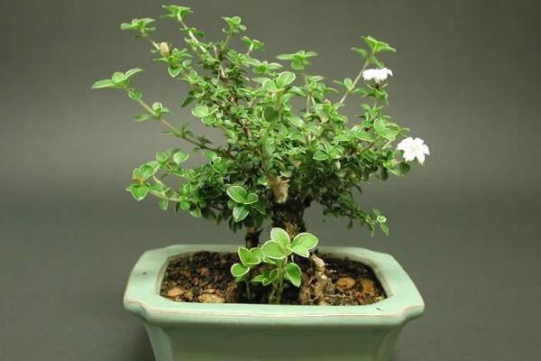 六月雪市場價格多少錢一盆 六月雪盆景的養護要點