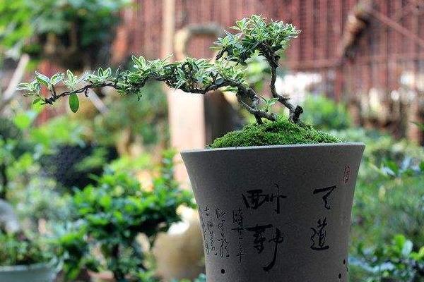 六月雪市場價格多少錢一盆 六月雪盆景的養護要點