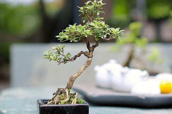 六月雪市場價格多少錢一盆 六月雪盆景的養護要點