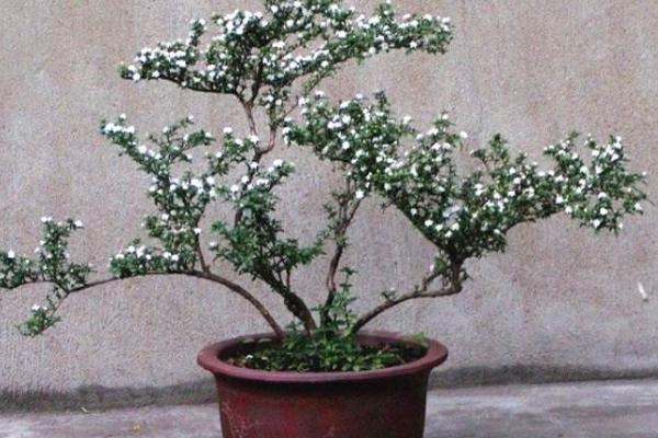 六月雪市場價格多少錢一盆 六月雪盆景的養護要點