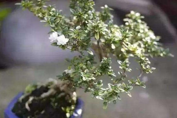 六月雪市場價格多少錢一盆 六月雪盆景的養護要點