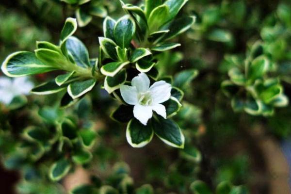 六月雪市場價格多少錢一盆 六月雪盆景的養護要點