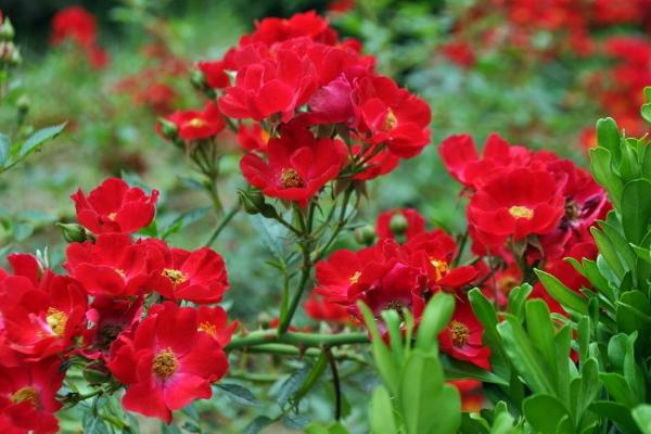 薔薇花不開花怎么辦 薔薇花葉子變黃的解決方法