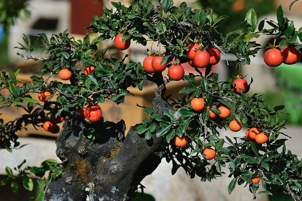 金彈子怎么嫁接 金彈子繁殖方法