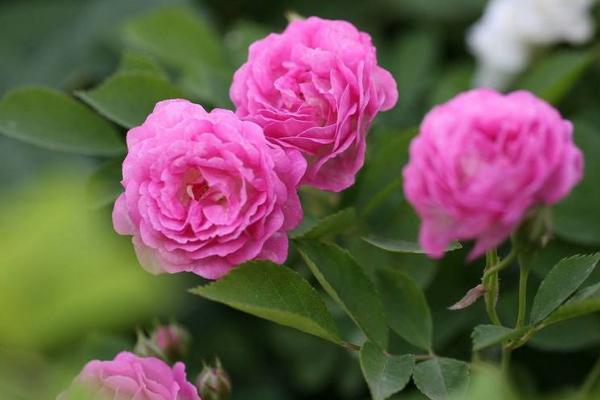 薔薇花圖片大全 薔薇花花語及寓意