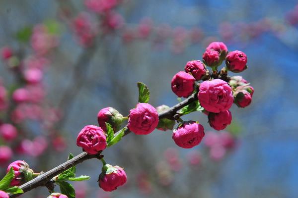 榆葉梅市場價格多少錢一棵（5公分）  榆葉梅的作用