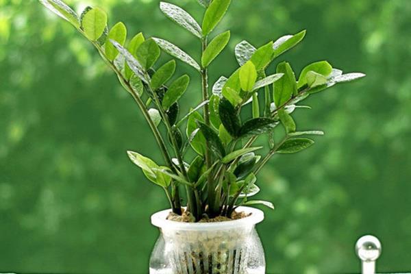 金錢樹有毒嗎 金錢樹能放在室內臥室嗎