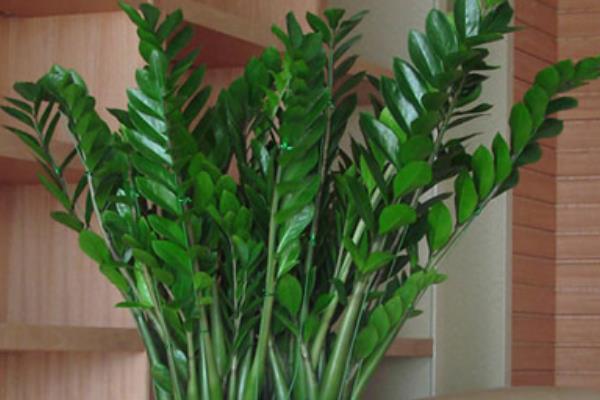 金錢樹怎么修剪枝葉 金錢樹怎么造型好看