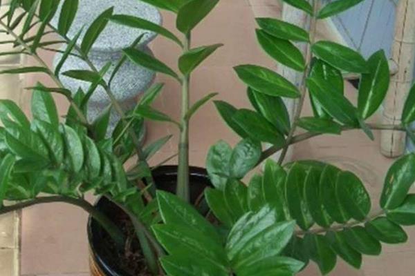 金錢樹怎么修剪枝葉 金錢樹怎么造型好看