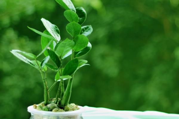 金錢樹怎么修剪枝葉 金錢樹怎么造型好看