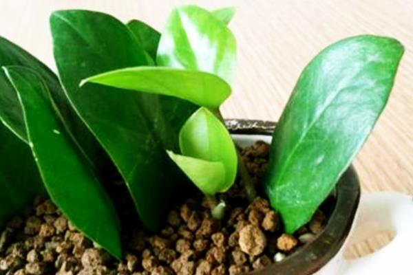 金錢樹怎么修剪枝葉 金錢樹怎么造型好看