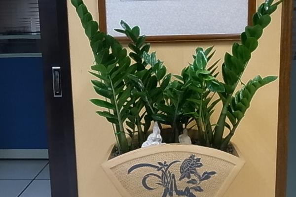 金錢樹怎么修剪枝葉 金錢樹怎么造型好看