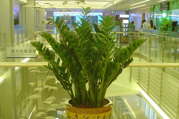 金錢樹怎么修剪枝葉 金錢樹怎么造型好看