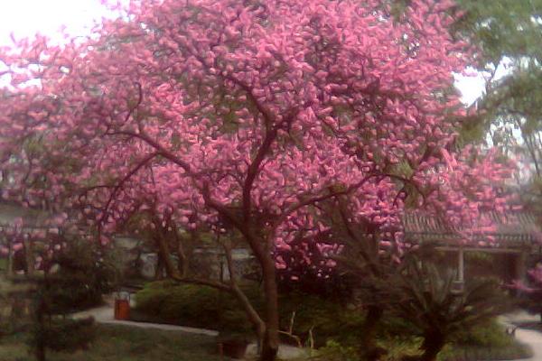 海棠花怎么養(yǎng) 海棠花養(yǎng)殖方法與注意事項