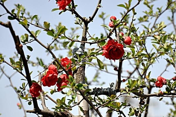家庭養(yǎng)海棠花好嗎 海棠花對風(fēng)水的作用