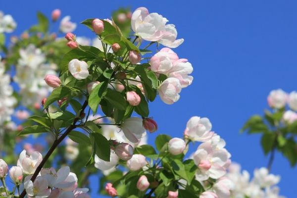 家庭養(yǎng)海棠花好嗎 海棠花對風(fēng)水的作用